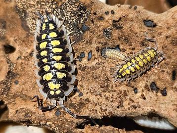 Porcellio haasi "high yellow" isopods pissebedden  beschikbaar voor biedingen
