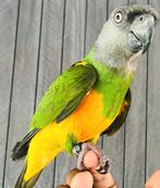 Handtamme super lieve bonte boer papegaai te koop!, Dieren en Toebehoren, Vogels | Parkieten en Papegaaien, Mannelijk, Papegaai