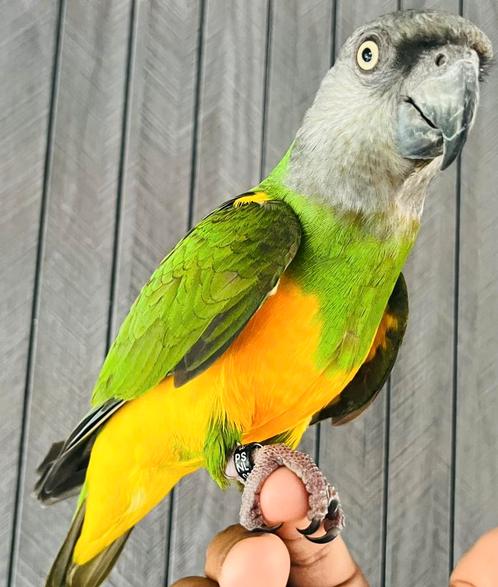 Handtamme super lieve bonte boer papegaai te koop!, Dieren en Toebehoren, Vogels | Parkieten en Papegaaien, Papegaai, Mannelijk