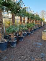 Trachycarpus fortunei palmboom, palmbomen, palm, palmboom, Tuin en Terras, Planten | Tuinplanten, Halfschaduw, Zomer, Vaste plant