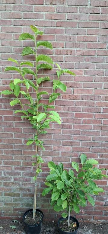 Magnolia kobus beschikbaar voor biedingen