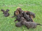 Duitse staande langhaar pups, Dieren en Toebehoren, Honden | Setters en Staande honden, Duitse Staande hond, Rabiës (hondsdolheid)