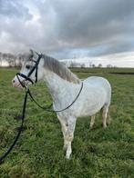 Lieve 5 jarige welsh, Dieren en Toebehoren, Ruin, 3 tot 6 jaar, B pony (1.17m tot 1.27m), Onbeleerd