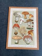 Prenten bloemen/paddestoelen/bomen 20x29 p.st 7 euro, Antiek en Kunst, Kunst | Litho's en Zeefdrukken, Ophalen of Verzenden