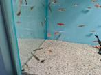 Otocinclus vittatus dwergalgeneter, algeneter, Vis, Zoetwatervis