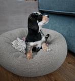 Dwergteckel x Maltezer pups. 🐶, Dieren en Toebehoren, Honden | Teckels en Dashonden, Rabiës (hondsdolheid), 8 tot 15 weken, Korthaar