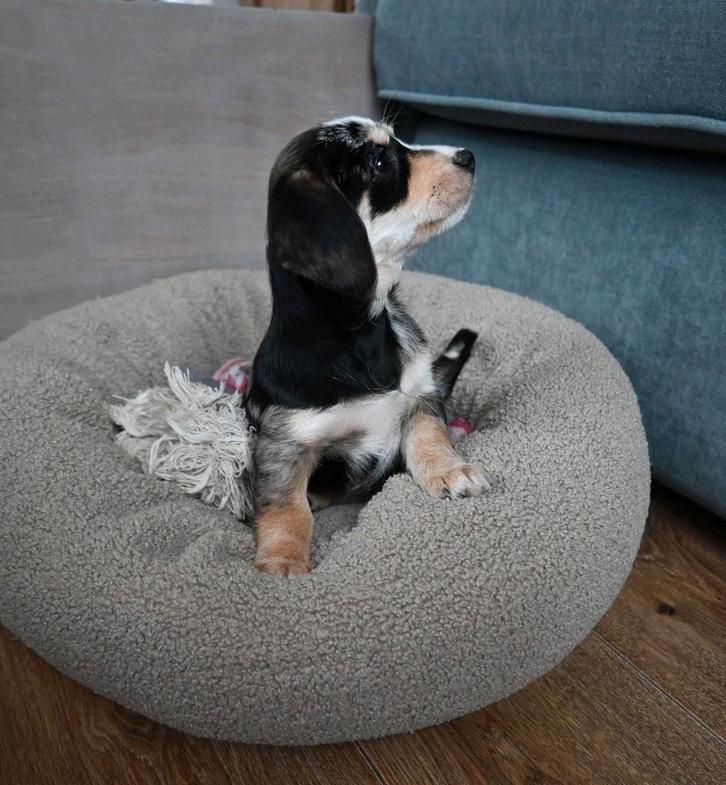 Dwergteckel x Maltezer pups. 🐶, Dieren en Toebehoren, Honden | Teckels en Dashonden, Meerdere dieren, Korthaar, Dwerg, Particulier