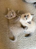 Britse korthaar kittens, Meerdere dieren