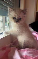 Ragdoll X Nebelung kittens, Dieren en Toebehoren, Kater