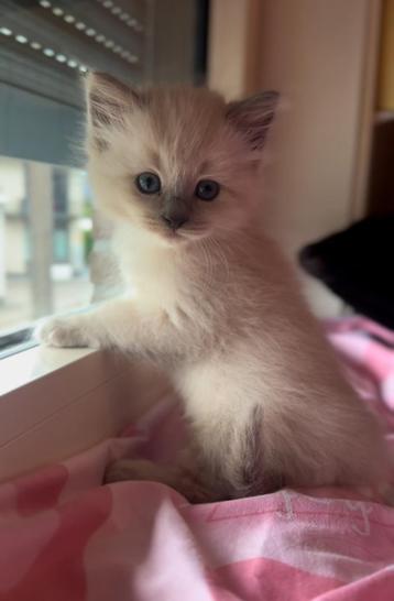 Ragdoll X Nebelung kittens beschikbaar voor biedingen