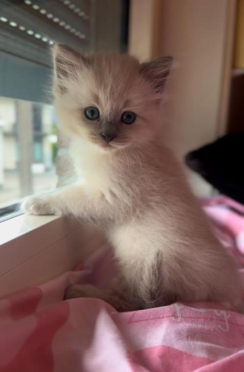 Ragdoll X Nebelung kittens, Dieren en Toebehoren, Katten en Kittens | Raskatten | Langhaar, Kater
