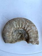 gefossiliseerde ammoniet 14x9cm 460g, Ophalen of Verzenden, Fossiel
