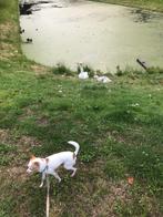 Chihuahua gratis ophalen, Dieren en Toebehoren, 6 jaar of ouder, Reu, CDV (hondenziekte), Eén hond