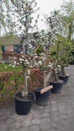 Fruitbomen Peren- en Appelbomen, Blauwe bes, Tuin en Terras, Planten | Bomen, Ophalen, Volle zon, Overige soorten
