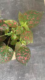 Stekjes polka red kamerplant, Huis en Inrichting, Kamerplanten, Ophalen, Overige soorten, Minder dan 100 cm