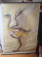Vintage poster anatomie vogel (schoolposter), Ophalen of Verzenden
