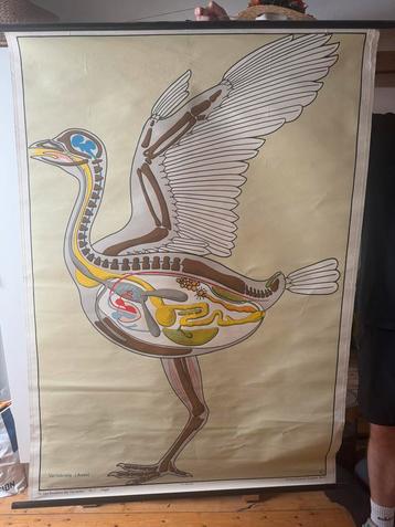 Vintage poster anatomie vogel (schoolposter) beschikbaar voor biedingen