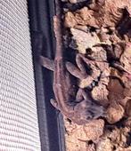 Gekraagde Anolis, Dieren en Toebehoren, Reptielen en Amfibieën, Hagedis, 0 tot 2 jaar