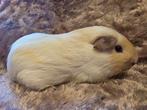 Verschillende  jonge beertjes, Dieren en Toebehoren, Knaagdieren, Cavia, Juni, Mannelijk, Tam