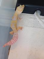Luipaardgekko, Hagedis, 0 tot 2 jaar