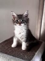 maine coon kittens, Dieren en Toebehoren, Meerdere dieren