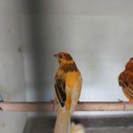 Kanarie,, Dieren en Toebehoren, Mannelijk, Kleurkanarie