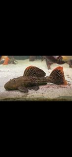 L114 Leopard cactus pleco potamotrygon arowana, Dieren en Toebehoren, Vissen | Aquariumvissen, Vis
