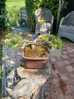 Cascade Bonsai Boom. ( waterval stijl ), Vaste plant, Bloeit niet, Halfschaduw, Ophalen