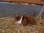 Cavia opvang (lees beschrijving), Dieren en Toebehoren, Ophalen of Verzenden