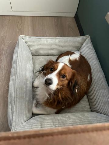Kooiker hond beschikbaar voor biedingen