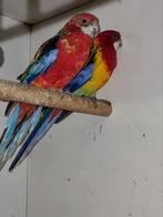 Koppel rosellas, Dieren en Toebehoren, Meerdere dieren, Parkiet