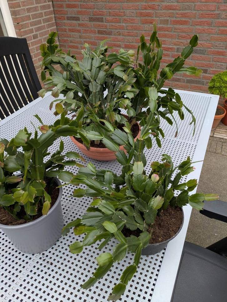 Lidcactus - Wit - Schlumbergera. Heel veel stekken., Huis en Inrichting, Kamerplanten, Vetplant, Minder dan 100 cm, Bloeiende kamerplant