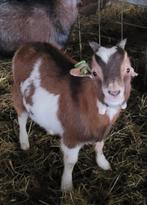 Oor-loos  dwerggeit bokje UNIEK, Dieren en Toebehoren, Mannelijk, Geit, 0 tot 2 jaar