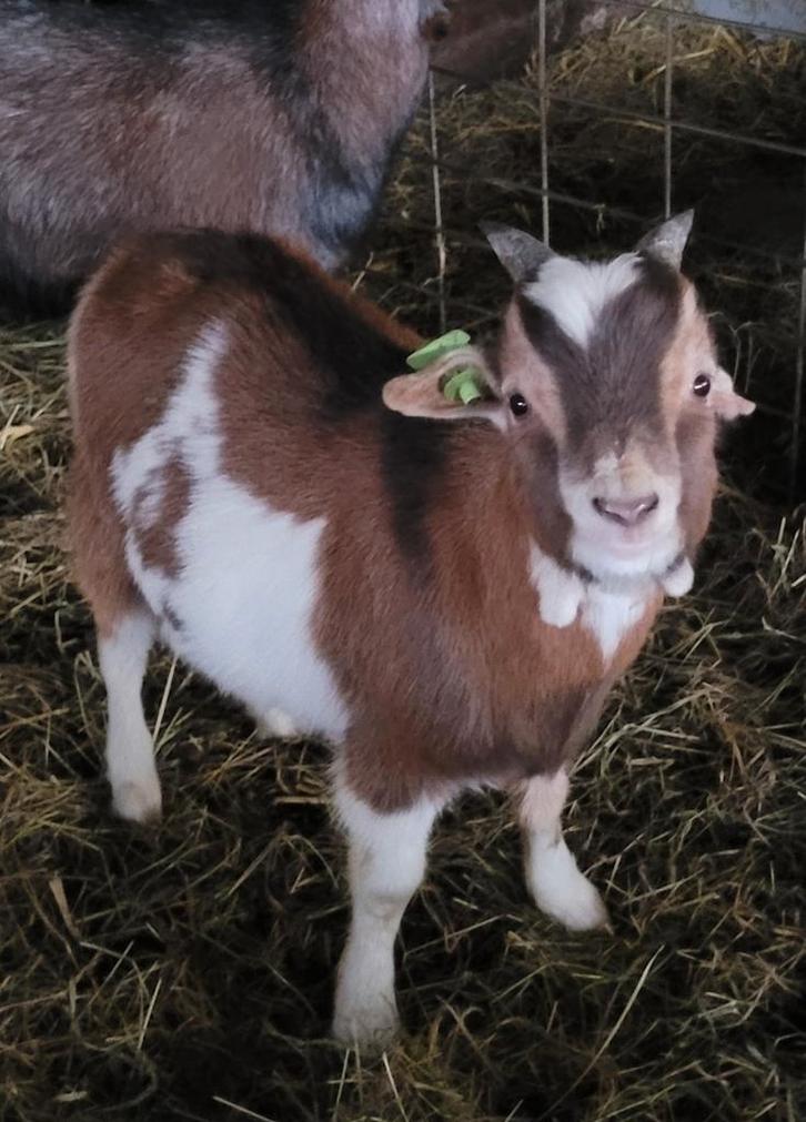 Oor-loos  dwerggeit bokje UNIEK, Dieren en Toebehoren, Schapen, Geiten en Varkens, Geit, Mannelijk, 0 tot 2 jaar