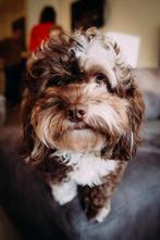 Nest aankondiging mini doodle x toy poedel pups puppy’s, Dieren en Toebehoren, Honden | Dekreuen, CDV (hondenziekte), Particulier