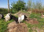 3 Wallische bok geitjes, Mannelijk, Geit, 0 tot 2 jaar