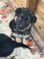Oud duitse herder pups, Dieren en Toebehoren, Honden | Herdershonden en Veedrijvers, Rabiës (hondsdolheid), 8 tot 15 weken, Teef