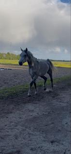 Te koop/ te ruil 5 jarige ruin, Ophalen of Verzenden, Recreatie