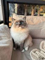 Herplaatsing: Ragdoll kater 2,5 jaar. Gecastreerd., Kater