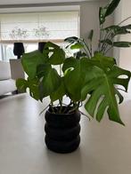 Monstera Deliciosa Plant, Huis en Inrichting, Kamerplanten, Ophalen, Halfschaduw, Minder dan 100 cm