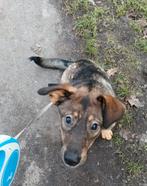 Bennie zoekt zijn 4ever Home, Dieren en Toebehoren, 15 weken tot 1 jaar, Reu, Eén hond, Nederland