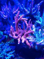 Montipora digitata rood, Dieren en Toebehoren, Vissen | Aquaria en Toebehoren, Ophalen, Nieuw, Plant(en), Steen of Hout
