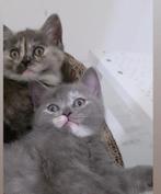 Prachtig Lief Britskorthaar Kittens Nestje, Dieren en Toebehoren, Katten en Kittens | Raskatten | Korthaar, Meerdere dieren, Ontwormd