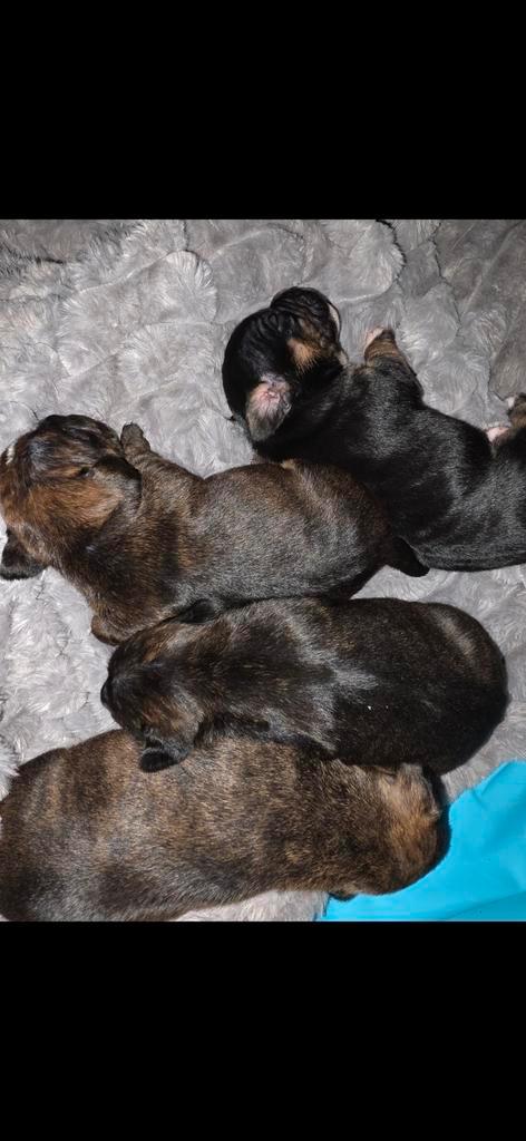4 pups reuen, Dieren en Toebehoren, Honden | Bulldogs, Pinschers en Molossers, Meerdere dieren, Overige rassen, Particulier, Meerdere