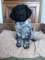 Labrador X Friese Stabij reutje mag het nest verlaten!, Dieren en Toebehoren, Honden | Retrievers, Spaniëls en Waterhonden, Overige rassen