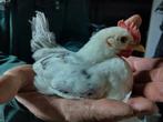 Chabo haantjes, Dieren en Toebehoren, Pluimvee, Mannelijk, Kip