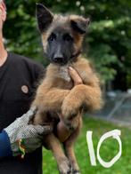 Tervuerense herdershond, 8 tot 15 weken, Meerdere, Meerdere dieren, Herder