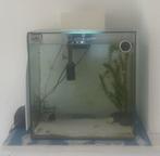 Fluval concept aqaurium, Dieren en Toebehoren, Vissen | Aquariumvissen, Vis, Zoetwatervis