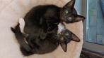 Kittens Thaise Siamese moeder, Dieren en Toebehoren, Katten en Kittens | Raskatten | Korthaar, Meerdere dieren, Ontwormd, 0 tot 2 jaar