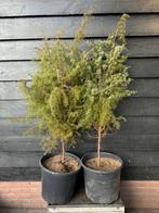 2x Echte Wilde Jeneverbessen (Juniperus communis) man&vrouw, Ophalen, Volle zon, Vaste plant, Kruiden